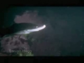 Dev ahtapot, köpekbalığını yutuyor