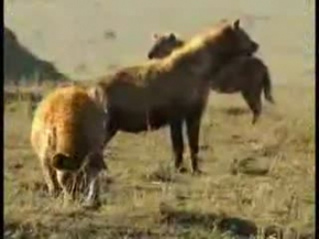 aslanlar sıtlanları öldürüyor (male lions vs. hyena)