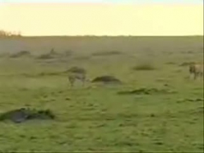 Female Cheetah Confronts Male Lion to Protect Her cubs.