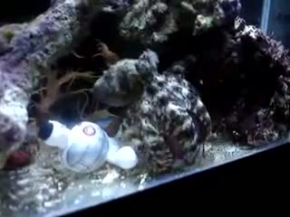 My Octopus opening a container to get a crab!!