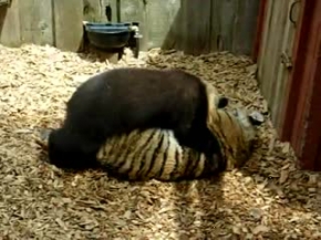 Tiger and Bear battle