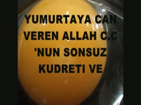 Yumurtaya can veren Allah cc.