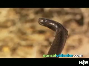 zehir püskürten kobra