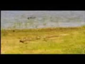 timsah anakondaya saldırıyor