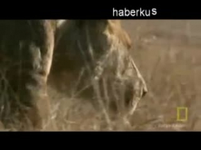 Aç Aslanlar Anne Zürafaya Karşı