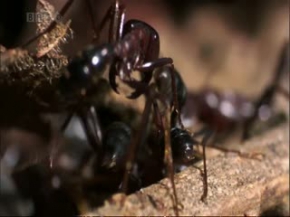 karıncalar, bbc belgeseli