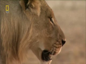 Afrika Vahşi aslanların avı Bufalo manda avlıyolar aslanların savaş alanı-Türkçe dublaj