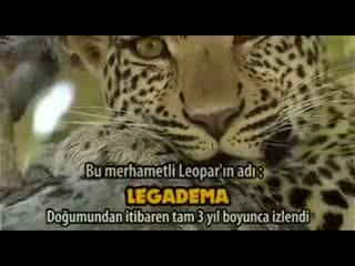 leopar babun yavrusunu sahipleniyor