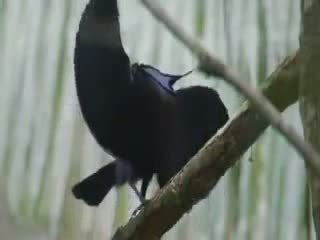 muhteşem cennet kuşu